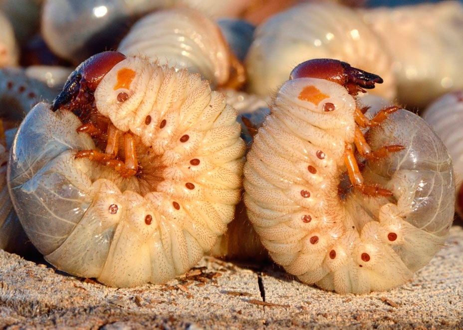 Личинка медведки фото и майского жука сравнить