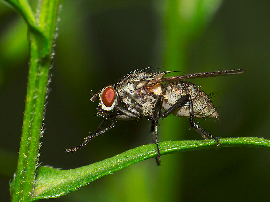 Зеленая мясная муха. Семейство мухи. Двукрылые насекомые. Муха с красными полосками. Виды насекомых мух.