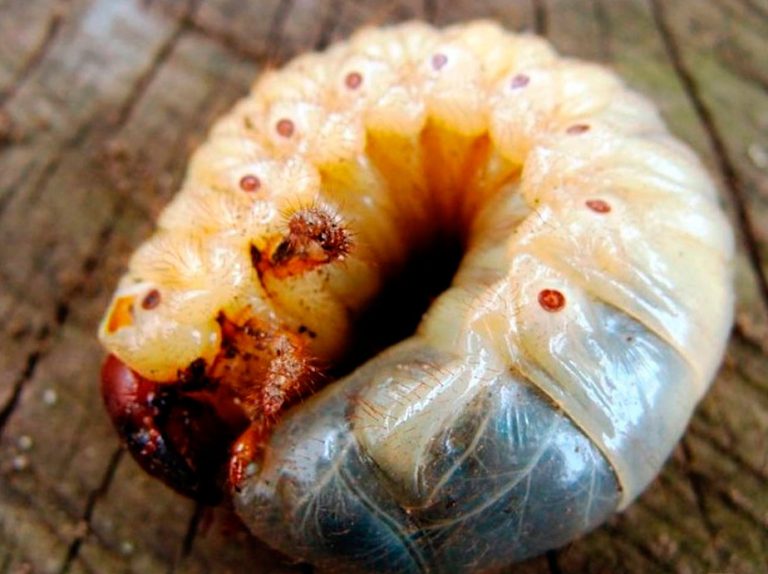 Ручейник личинка какого насекомого фото