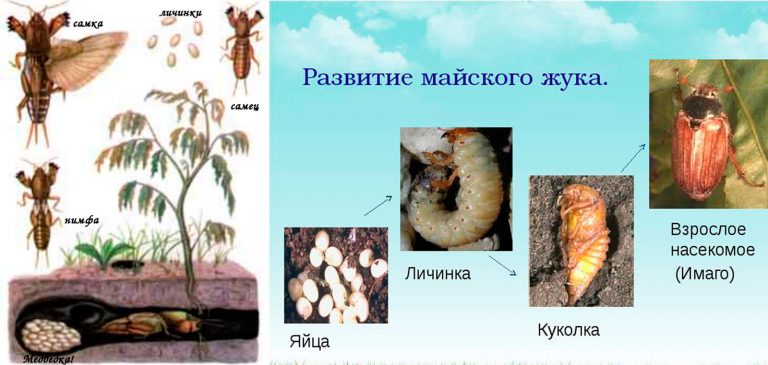 Фазы развития медведки в картинках