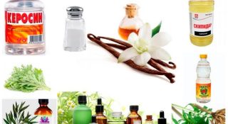 Народные средства от клопов в квартире