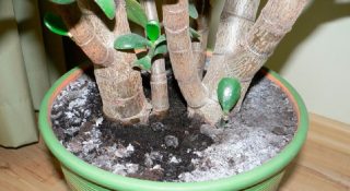 Плесень в цветочном горшке