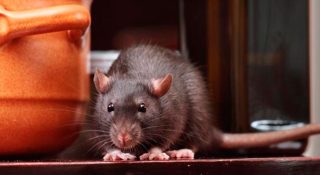 Крысы в частном доме