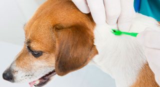 Как правильно вытащить клеща у собаки