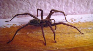 Пауки в доме