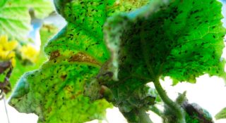 Тля на огурцах