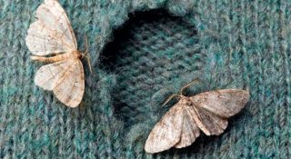 Как избавиться от моли в квартире