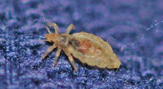 Платяная вошь