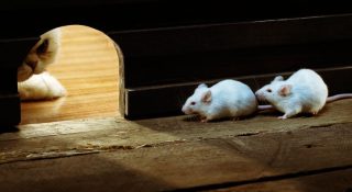 Чего боятся мыши