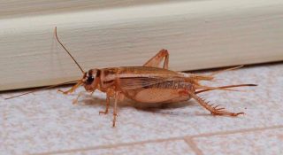 Сверчок в доме