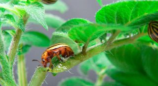 Колорадский жук