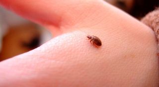 Клопы в квартире