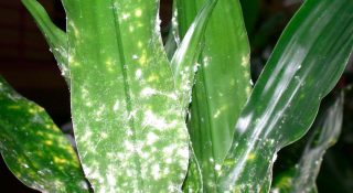 Мучнистый червец на комнатных растениях