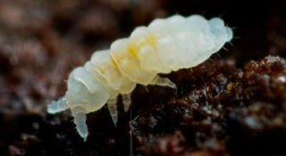 Ногохвостки