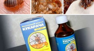 Кукарача от клопов