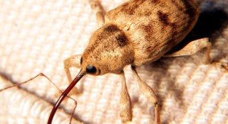 Долгоносики в квартире