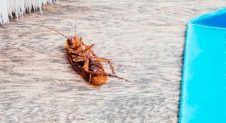 Самая эффективная отрава от тараканов