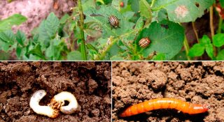 Вредители картофеля и борьба с ними