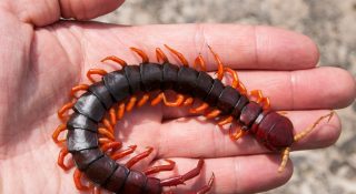 Опасна ли сколопендра для человека