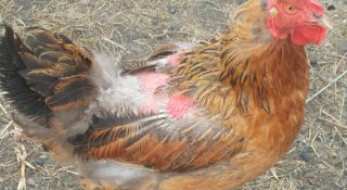 Пероед у кур