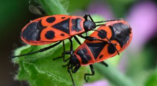 Жук солдатик