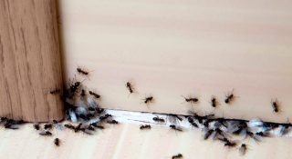 Как избавиться от муравьев в частном доме