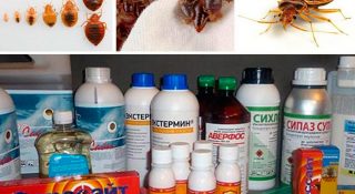 Самые эффективные средства от клопов