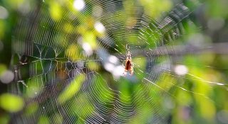 Паук – это насекомое или животное?