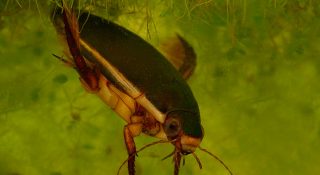 Жук плавунец