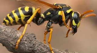 Насекомое оса