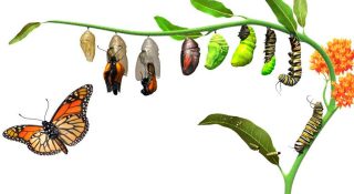 Превращение гусеницы в бабочку