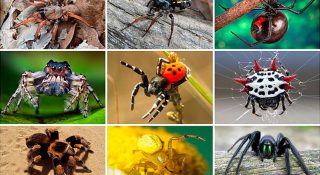 Виды пауков с фото и названиями