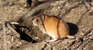 Полевая мышь