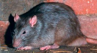 Самые большие крысы в мире