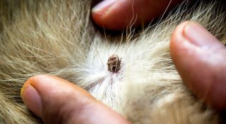 Клещи у кошек и котов