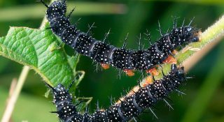 Гусеница павлиний глаз