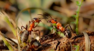 Все о муравьях