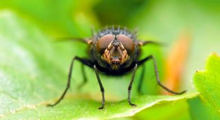 Как избавиться от мух на даче