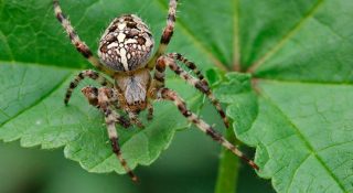 Паук крестовик