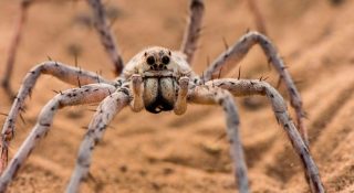 Самые большие пауки в мире - ТОП10
