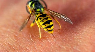 Оса жалит или кусает