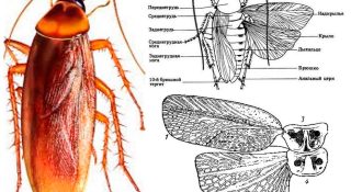 Строение таракана