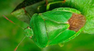 Клоп вонючка