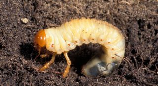 Личинки майского жука и как с ними бороться
