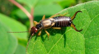 Уховёртка - чем опасна для человека, как избавиться