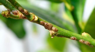 Щитовка на комнатных растениях