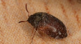 Кожееды в квартире