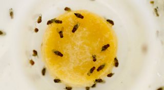 Мошки на кухне