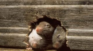 Мыши в доме