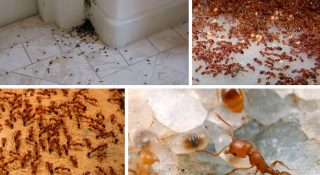 Рыжие муравьи в квартире